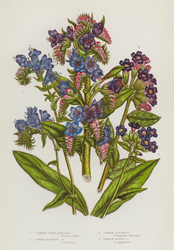 Nagy-Britannia virágzó növényei: Burgloss, Purple Flowered Burgloss, Common Lungwort, Narrow Leaved Lungwort (színes litho) alkotó: English School