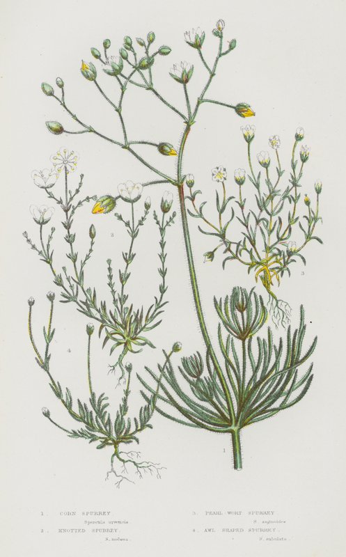 Nagy-Britannia virágos növényei: Corn Spurrey, Knotted Spurrey, Pearl-Wort Spurrey, Awl Shaped Spurrey (színes litho) alkotó: English School