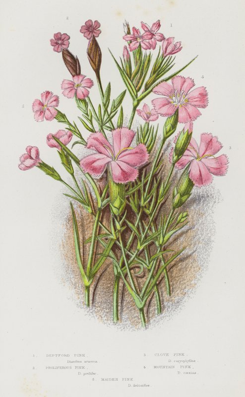 Nagy-Britannia virágos növényei: Deptford Pink, Proliferous Pink, Clove Pink, Mountain Pink, Maiden Pink (színes litho) alkotó: English School