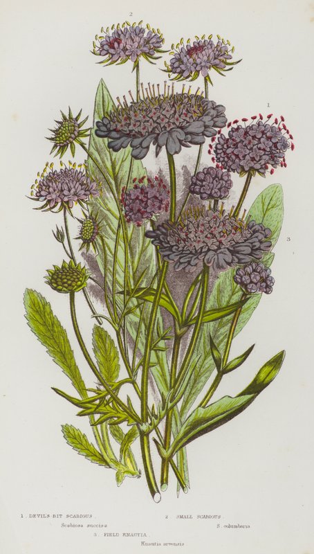 Nagy-Britannia virágzó növényei: Scabious, Small Scabious, Field Knautia (színes litho) alkotó: English School