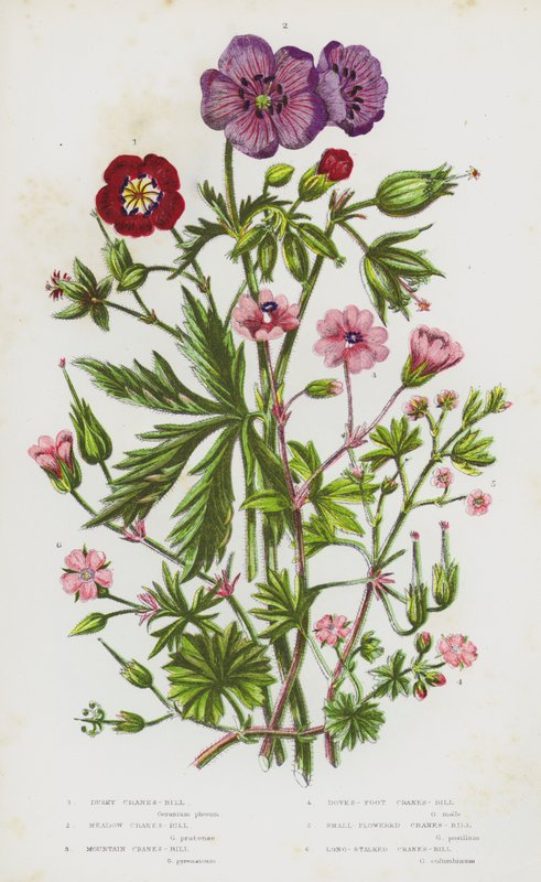 Nagy-Britannia virágos növényei: Dusky Cranesbill, Meadow Cranes-Bill, Meadow Cranes-Bill, Mountain Crane
