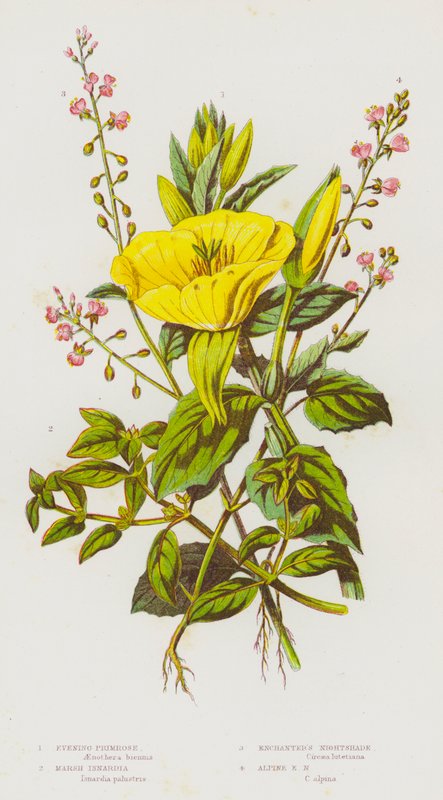 Nagy-Britannia virágos növényei: Little Primrose, Marsh Isnardia, Enchanter