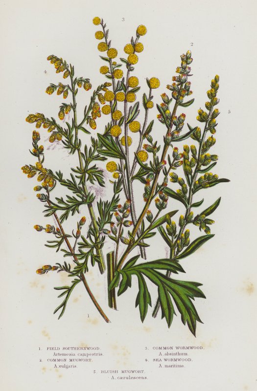 Nagy-Britannia virágos növényei: Field Southernwood, közönséges üröm, közönséges üröm, tengeri üröm, kékes üröm (színes litho) alkotó: English School