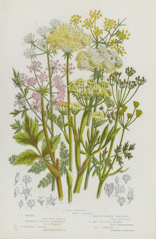 Nagy-Britannia virágos növényei: Fools Petrezselyem, Édeskömény, Hegyi Meadow Saxifrage, Scottish Lovage, Meadow Pepper Saxifrage, Meu vagy Bald-Money, Sea Camphire (színes litho) alkotó: English School