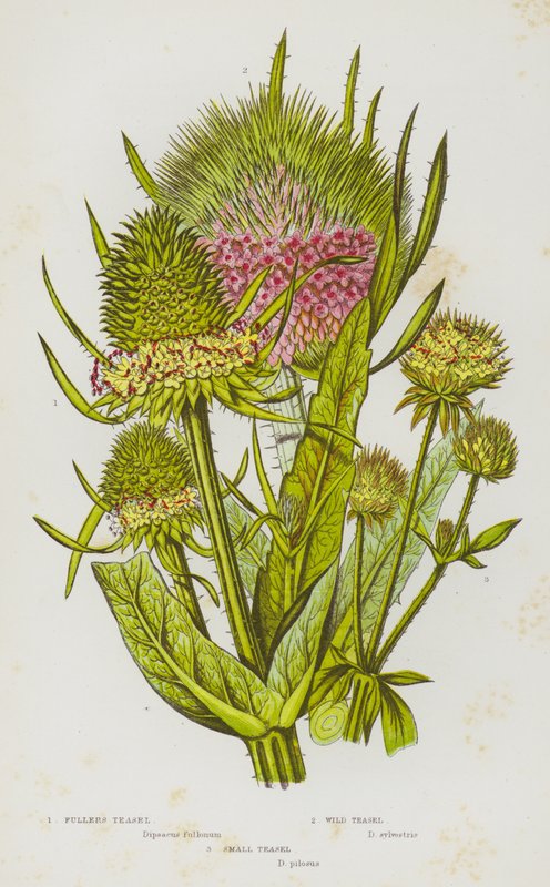 Nagy-Britannia virágos növényei: Fullers teasel, Wild Teasel, Small Teasel (színes litho) alkotó: English School