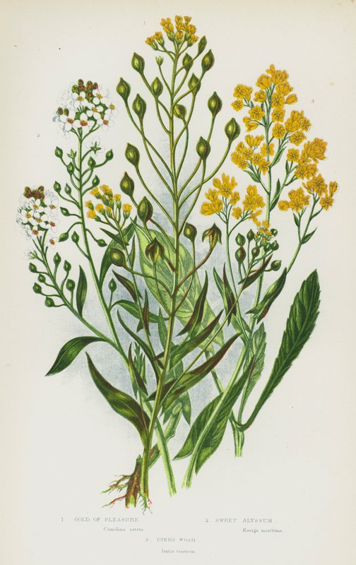 Nagy-Britannia virágos növényei: Gold of Pleasure, Sweet Alyssum, Dyer