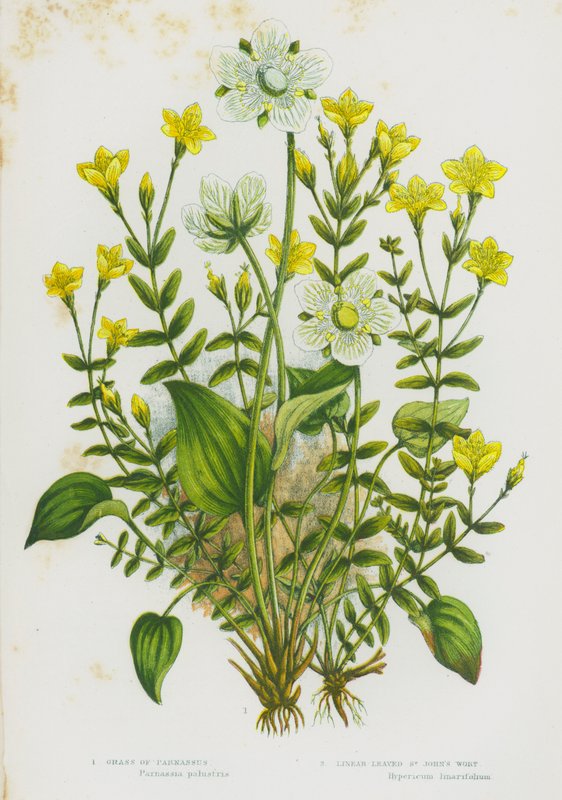 Nagy-Britannia virágos növényei: Parnassus fű, Lineáris levelű orbáncfű (színes litho) alkotó: English School