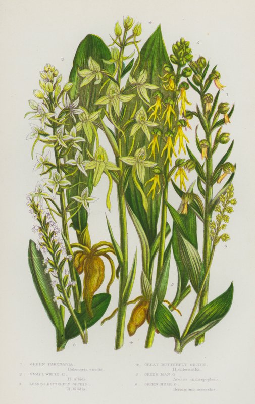 Nagy-Britannia virágos növényei: Green Habenaria, Small White Habenaria, Lesser Butterfly Orchis, Great Butterfly Orchis, Green Man Orchis, Green Musk Orchis (színes litho) alkotó: English School