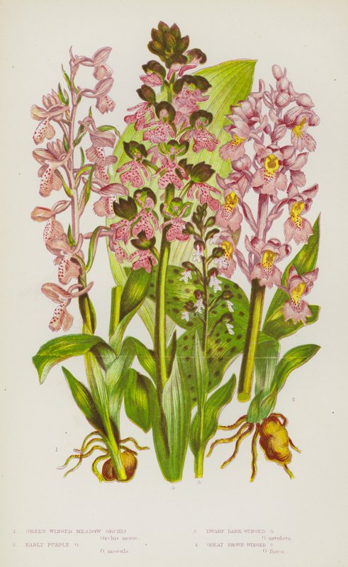 Nagy-Britannia virágzó növényei: Zöld szárnyú réti orchis, korai lila orchis, törpe sötét szárnyú orchis, nagy barna szárnyú orchis (színes litho) alkotó: English School