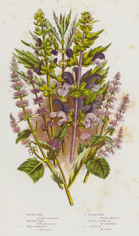 Nagy-Britannia virágzó növényei: Gypsey-Wort, Meadow Sage, Wild English Sage, Horse-Mint, Round Leaved Mint, Spear Mint (színes litho) alkotó: English School