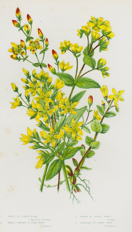 Nagy-Britannia virágos növényei: szőrös orbáncfű, kis álló orbáncfű, mocsári orbáncfű, szakállas orbáncfű (színes litho) alkotó: English School