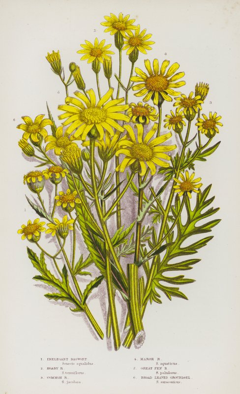 Nagy-Britannia virágos növényei: Inelegant Ragwort, Hoary Ragwort, Common Ragwort, Marsh Ragwort, Great Fen Ragwort, Broad Leaved Groundsel (színes litho) alkotó: English School