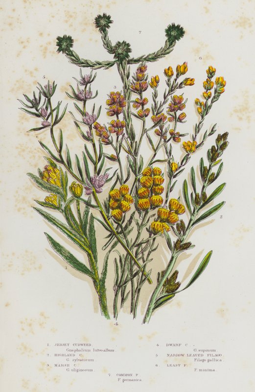 Nagy-Britannia virágos növényei: Jersey Cudweed, Highland Cudweed, Marsh Cudweed, Dwarf Cudweed, Narrow Leaved Filago, Least Filago, Common Filago (színes litho) alkotó: English School