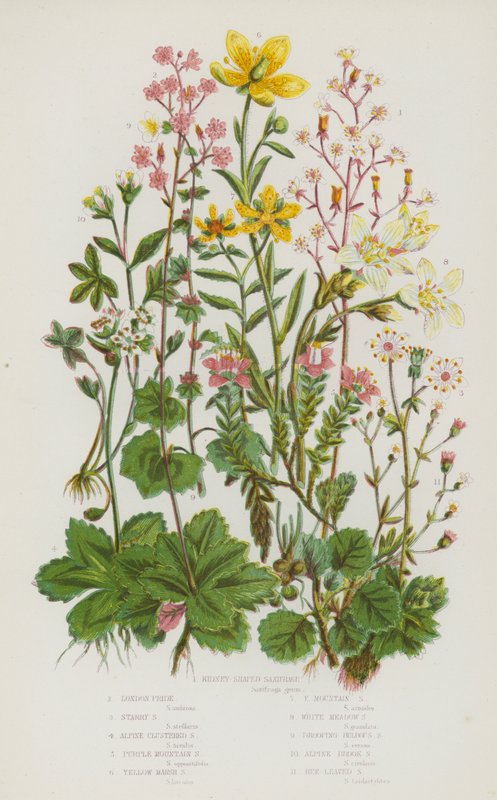Nagy-Britannia virágos növényei: Vesealakú saxifrage, London Pride, Starry Saxifrage, Alpine Clustered Saxifrage, Purple Mountain Saxifrage, Yellow Marsh Saxifrage, Yellow Mountain Saxifrage, White Meadow Saxifrage, Rooping Bulbous Saxifrage, Alpin alkotó: English School