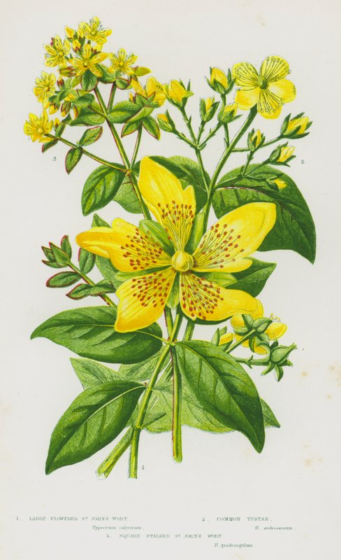 Nagy-Britannia virágos növényei: nagyvirágú orbáncfű, közönséges tusztán, négyzet alakú orbáncfű (színes litho) alkotó: English School