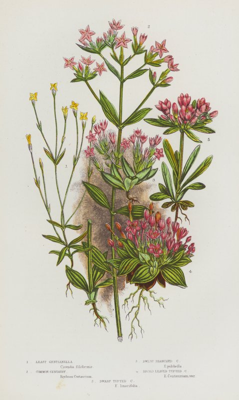 Nagy-Britannia virágos növényei: Least Gentianella, Common Centaury, Dwarf Branched Centaury, Broad Leaved Tufted Centaury, Dwarf Tufted Centaury (színes litho) alkotó: English School
