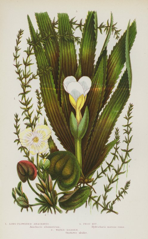 Nagy-Britannia virágzó növényei: (színes litho) alkotó: English School