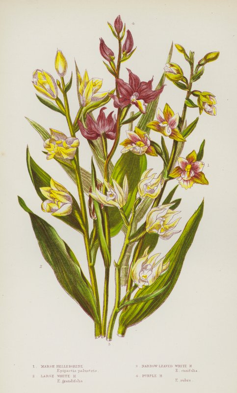 Nagy-Britannia virágos növényei: Marsh Helleborine, Large White Helleborine, Narrow Leaved White Helleborine, Purple Helleborine (színes litho) alkotó: English School
