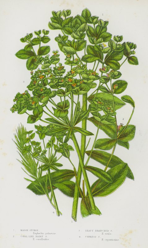 Nagy-Britannia virágos növényei: Marsh Spurge, Coral Like Hairy Spurge, Leafy Branched Spurge, Cypress Spurge (színes litho) alkotó: English School