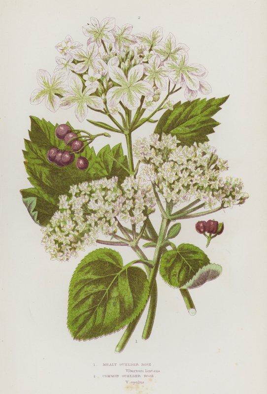 Nagy-Britannia virágzó növényei: Guelder Rose, Common Guelder Rose (színes litográfia) alkotó: English School