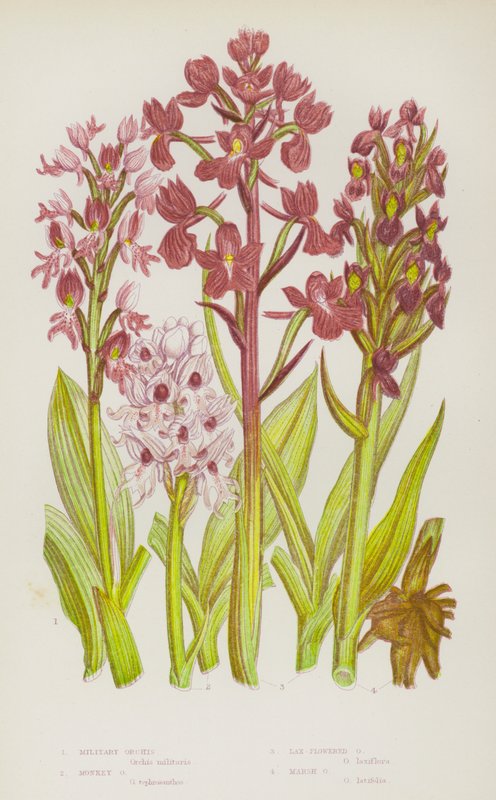 Nagy-Britannia virágzó növényei: Orchis, Monkey Orchis, Lax-Flowered Orchis, Marsh Orchis (színes litho) alkotó: English School
