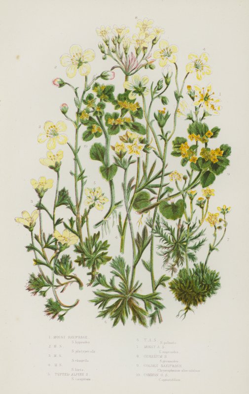 Nagy-Britannia virágos növényei: Mossy Saxifrage, Mossy Saxifrage, Mossy Saxifrage, Mossy Saxifrage, Tufted Alpine Saxifrage, Tufted Alpine Saxifrage, Mossy Alpine Saxifrage, Mossy Alpine Saxifrage, Geranium Saxifrage, Golden Saxifrage, Commonour litho Sax alkotó: English School