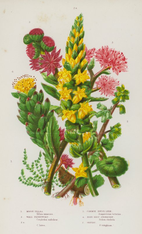 Nagy-Britannia virágos növényei: Mossy Tillaea, Wall Pennywort, Wall Pennywort, Common House Póréhagyma, Rose-Root Stonecrop, Orpine (színes litho) alkotó: English School