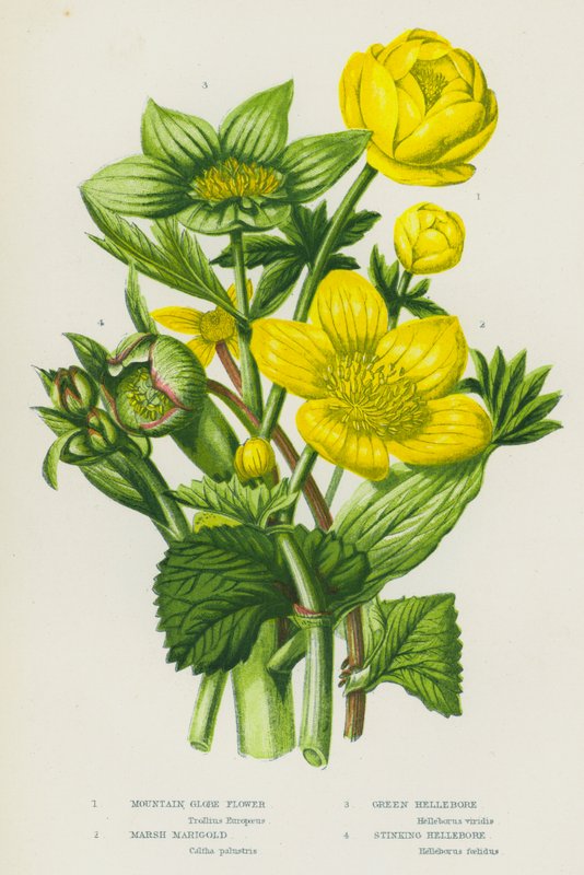 Nagy-Britannia virágos növényei: Mountain Globe Flower, Marsh Marigold, Green Hellebore, Stinking Hellebore (színes litho) alkotó: English School