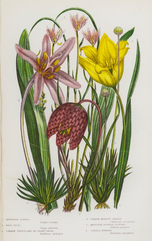Nagy-Britannia virágzó növényei: Hegyi Lloydia, Vad tulipán, Közönséges Fritillary vagy Kígyófej, Közönséges réti sáfrány, Hegyi skót aszfodell, Csuklós csőfű (színes litográfia). alkotó: English School