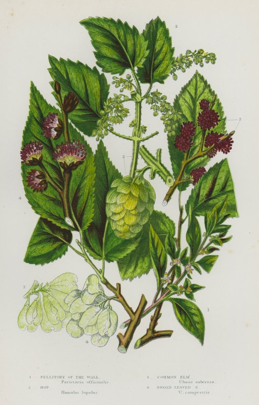 Nagy-Britannia virágzó növényei: (színes litho) alkotó: English School