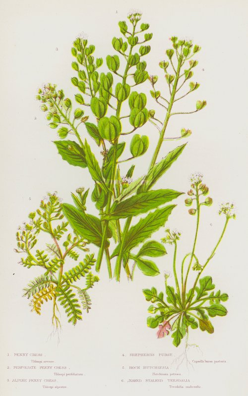 Nagy-Britannia virágos növényei: Penny Cress, Perfoliate Penny Cress, Alpine Penny Cress, Shepherd