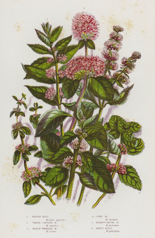 Nagy-Britannia virágos növényei: Pepper Mint, Water Capitate Mint, Marsh Whorled Mint, Corn Mint, Keskeny levelű Menta, Penny Royal (színes litho) alkotó: English School