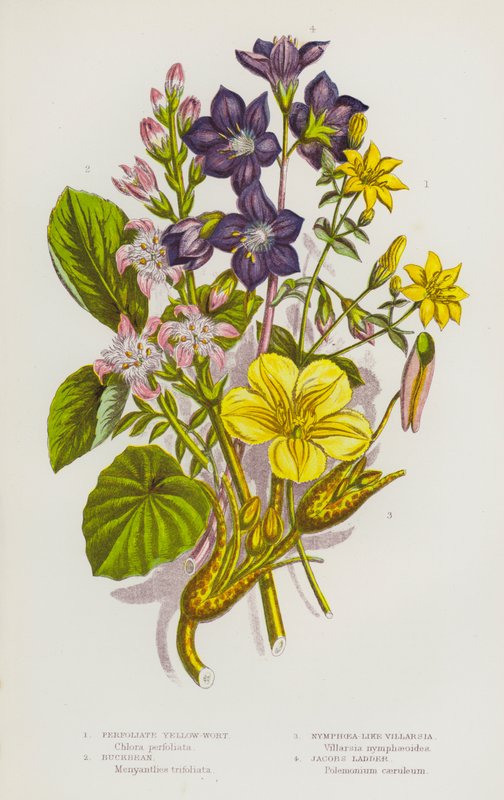 Nagy-Britannia virágzó növényei: Nymphoea-szerű Villarsia, Jacobs Ladder (színes litho) alkotó: English School