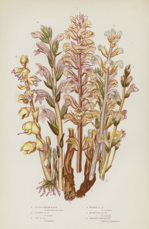Nagy-Britannia virágzó növényei: (színes litho) alkotó: English School