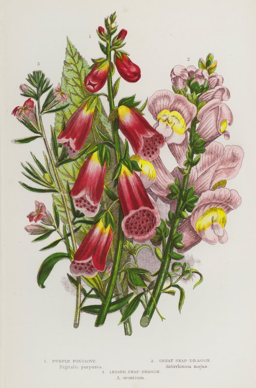 Nagy-Britannia virágos növényei: Purple Foxglove, Great Snapdragon, Lesser Snapdragon (színes litho) alkotó: English School