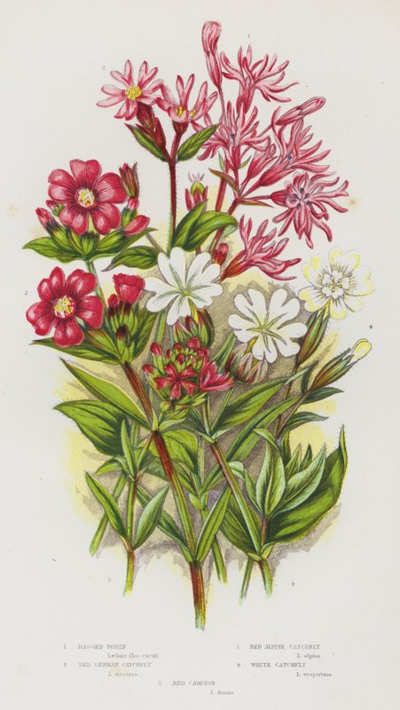 Nagy-Britannia virágos növényei: Ragged Robin, Red German Catchfly, Red Alpine Catchfly, White Catchfly, Red Campion (színes litho) alkotó: English School