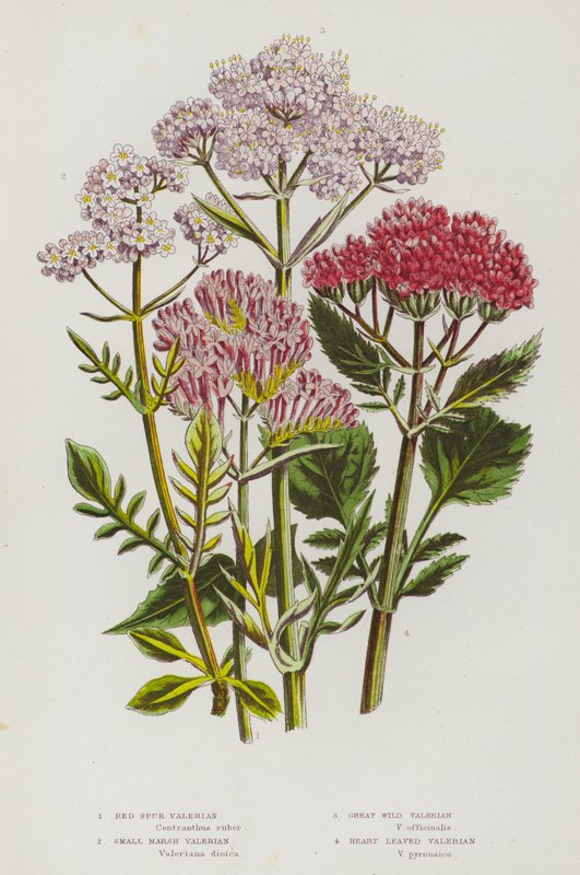 Nagy-Britannia virágos növényei: Red Spur Valerian, Small Marsh Valerian, Great Wild Valerian, Heart Leaved Valerian (színes litho) alkotó: English School