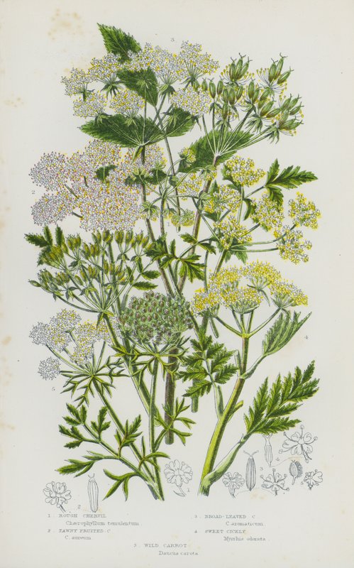Nagy-Britannia virágos növényei: Rough Chervil, Tawny Fruited Chervil, Broad-Leaved Chervil, Sweet Cicely, Wild Carrot (színes litho) alkotó: English School