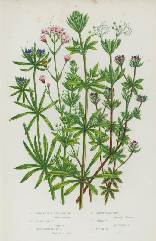 Nagy-Britannia virágzó növényei: (színes litho) alkotó: English School