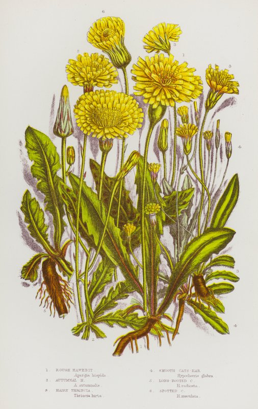 Nagy-Britannia virágos növényei: Rough Hawkbit, Autumnal Hawkbit, Hairy Thrincia, Smooth Cats-Ear, Long Rooted Cats-Ear, Foltos macskafül (színes litho) alkotó: English School