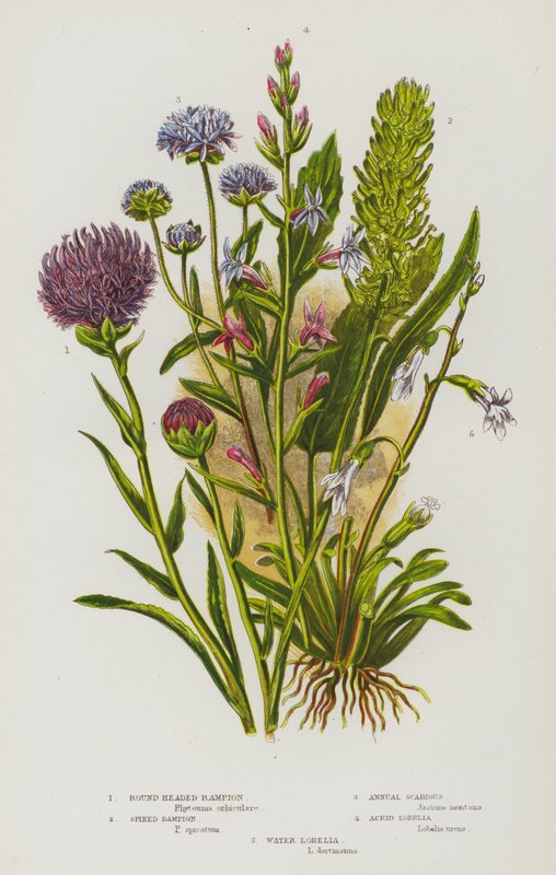 Nagy-Britannia virágzó növényei: Rampion, Tüskés Rampion, Egyéves Scabious, Lobelia acrid, Lobelia water (színes litho) alkotó: English School