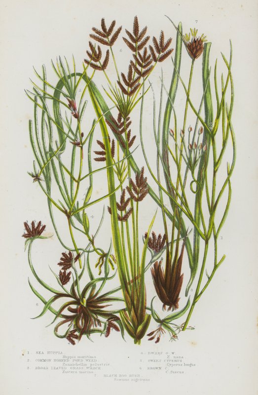 Nagy-Britannia virágzó növényei: Fekete mocsári sáska (színes litográfia): Sea Ruppia, Common Horned Pond Weed, Broad Leaved Grass Wrack, Dwarf Grass Wrack, Sweet Cyperus, Brown Cyperus, Black Bog Rush (színes litográfia). alkotó: English School
