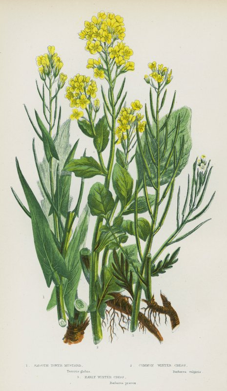 Nagy-Britannia virágos növényei: Smooth Tower mustard, Common Winter Cress, Early Winter Cress (színes litho) alkotó: English School