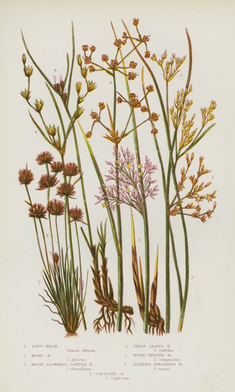 Nagy-Britannia virágos növényei: Soft Rush, Hard Rush, Blunt Flowered Jointed Rush, Three Leaved Rush, Round Fruited Rush, Slender Spreading Rush, Capitate Rush (színes litho) alkotó: English School