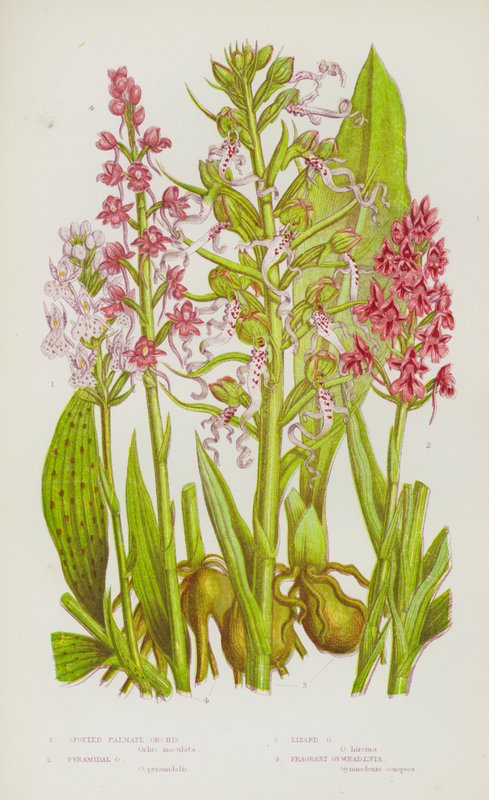 Nagy-Britannia virágzó növényei: Orchis, Pyramidal Orchis, Lizard Orchis, Fragrant Gymnadenia (színes litho) alkotó: English School