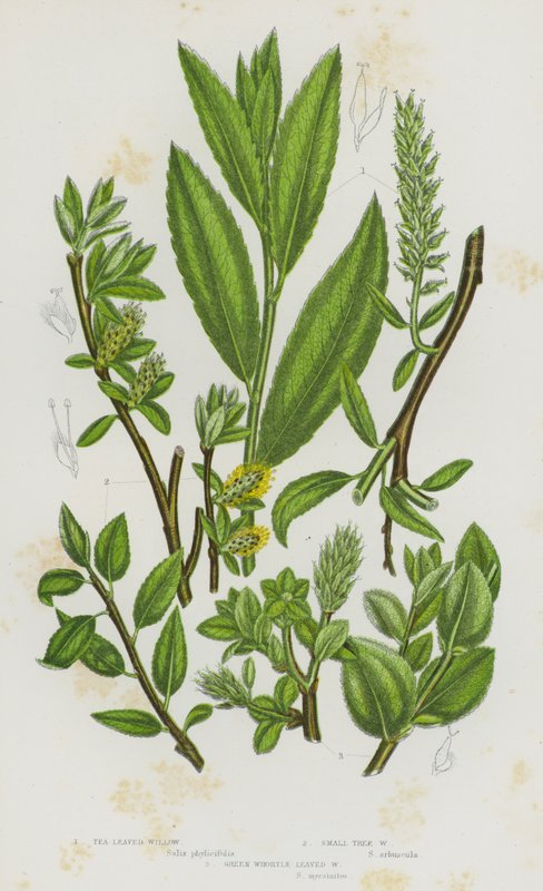 Nagy-Britannia virágos növényei: tealevelű fűz, kis fűzfa, zöld füzes (színes litho) alkotó: English School