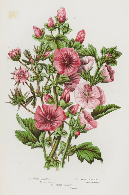Nagy-Britannia virágzó növényei: Mályva, mályva, mályva (színes litho) alkotó: English School