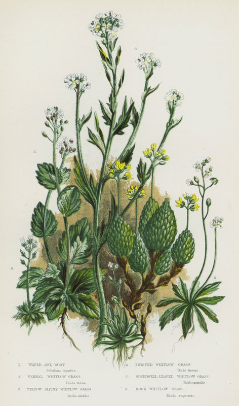 Nagy-Britannia virágos növényei: Vízi awl-wort, Vernal Whitlow Grass, Yellow Alpine Whitlow Grass, Twisted Whitlow Grass, Speedwell-Leaved Whitlow Grass, Rock Whitlow Grass (színes litó) alkotó: English School