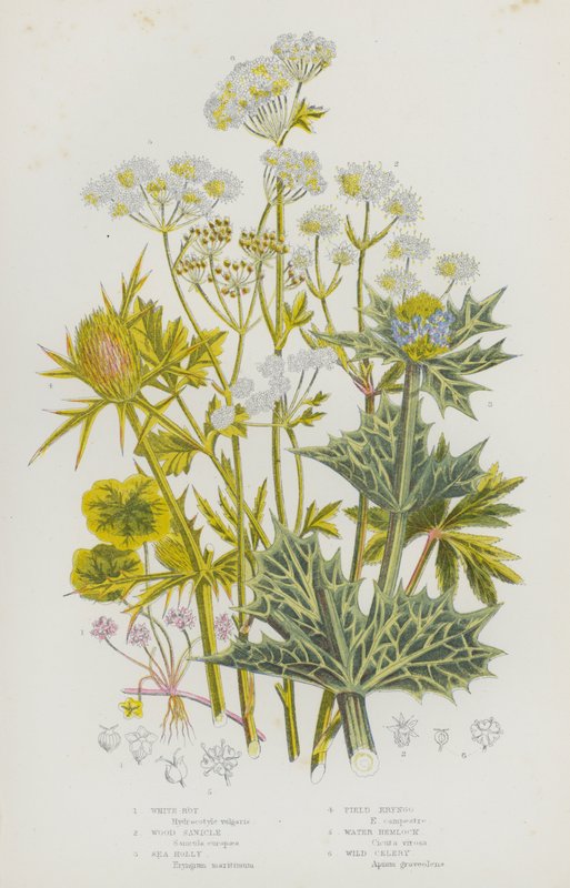 Nagy-Britannia virágos növényei: fehér rothadás, szálka, tengeri magyal, mezei eringó, vízi bürök, vadzeller (színes litho) alkotó: English School