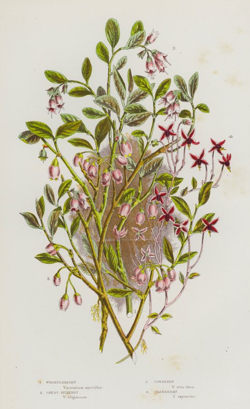 Nagy-Britannia virágos növényei: nagy áfonya, fekete áfonya, áfonya, áfonya (színes litho) alkotó: English School